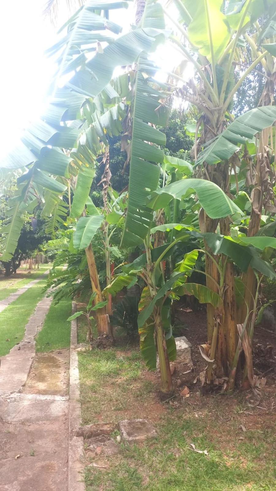 Albergue Flor De Jabuticabeira Jaguariúna Exterior foto